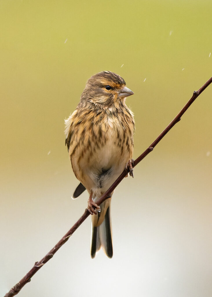 Photo of Linnet