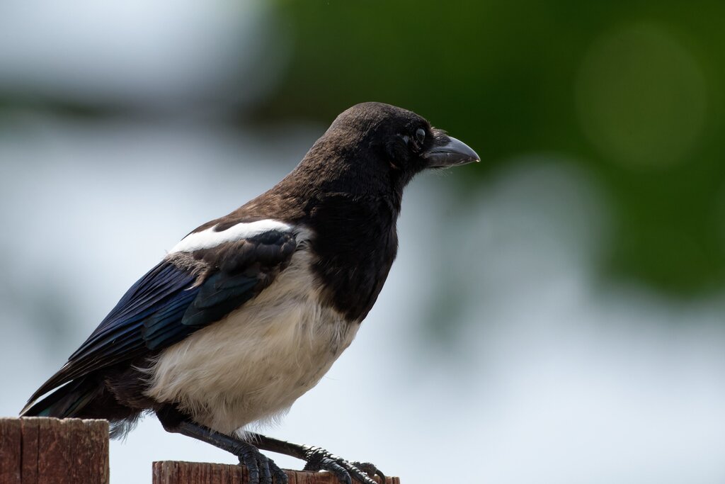 Photo of Magpie