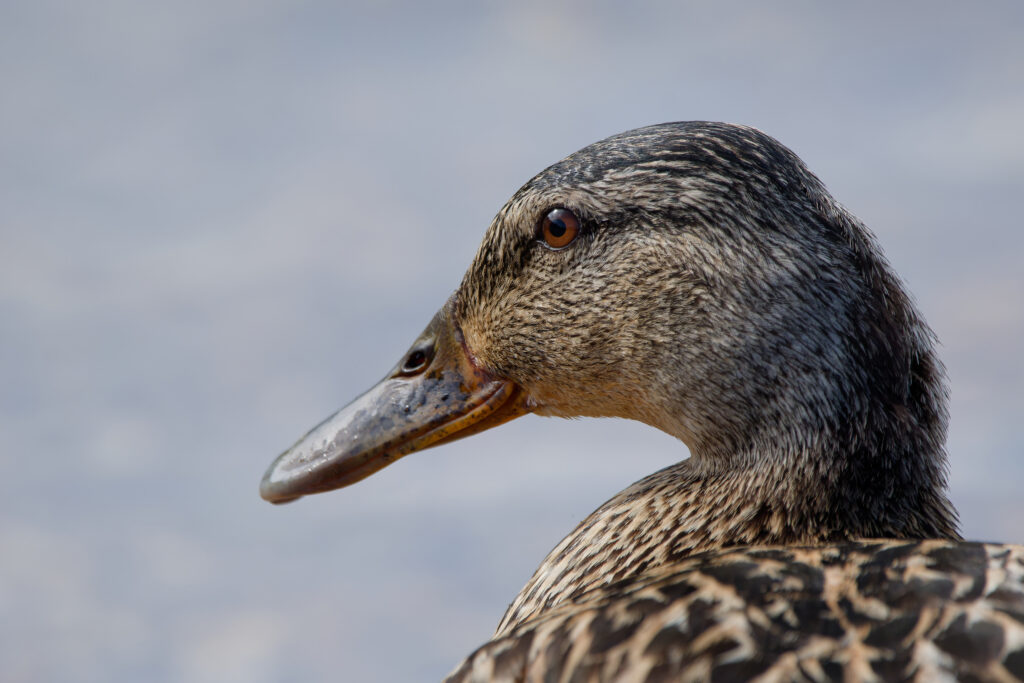 Photo of Mallard