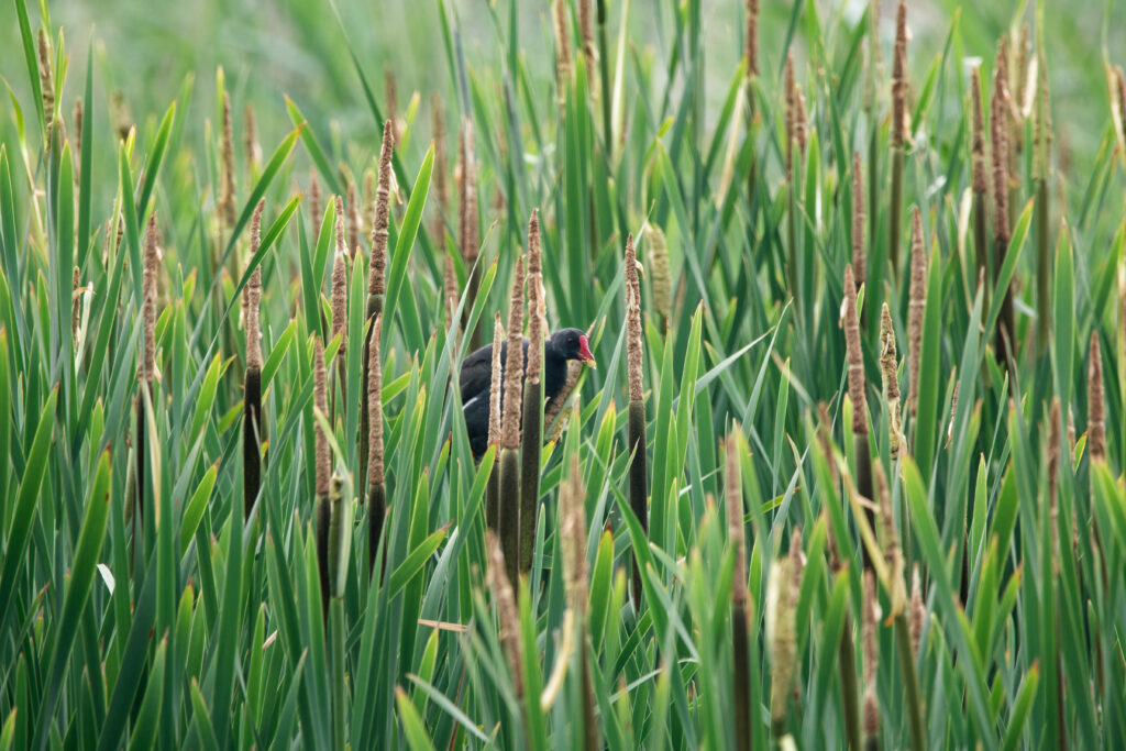 Photo of Moorhen