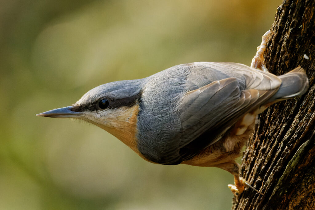 Nuthatch