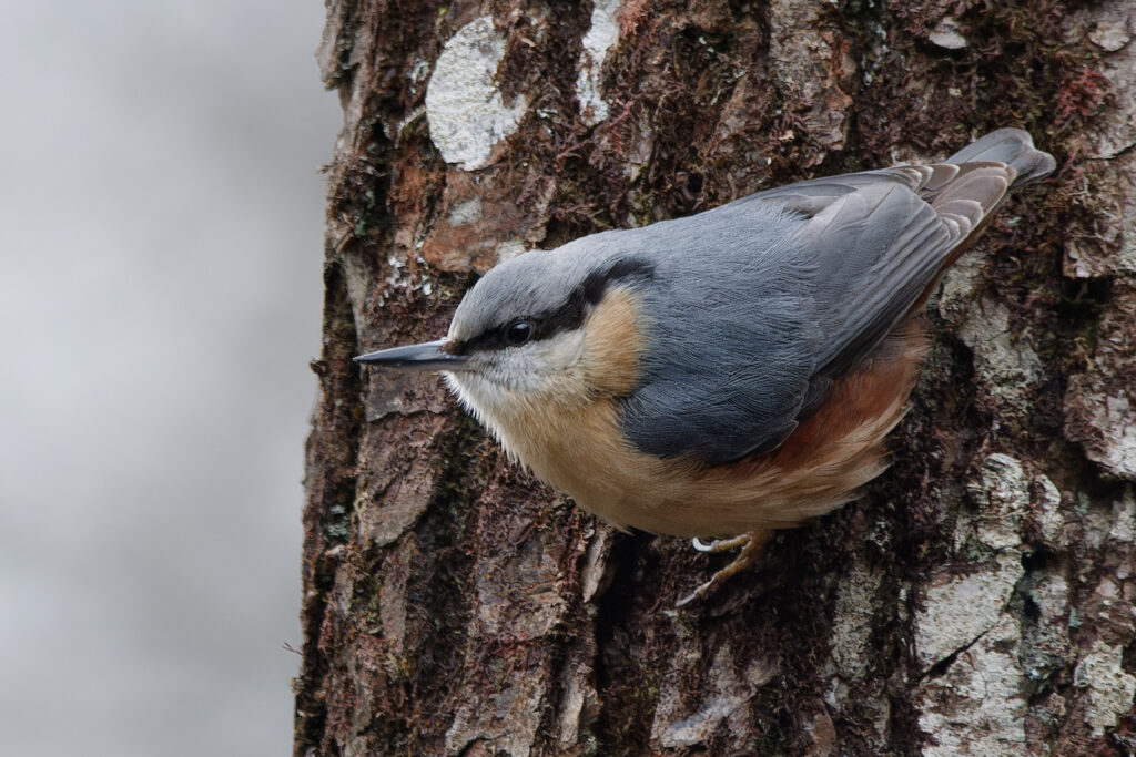 Photo of Nuthatch