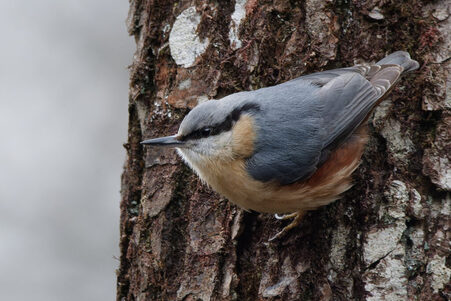 Thumbnail of Nuthatch