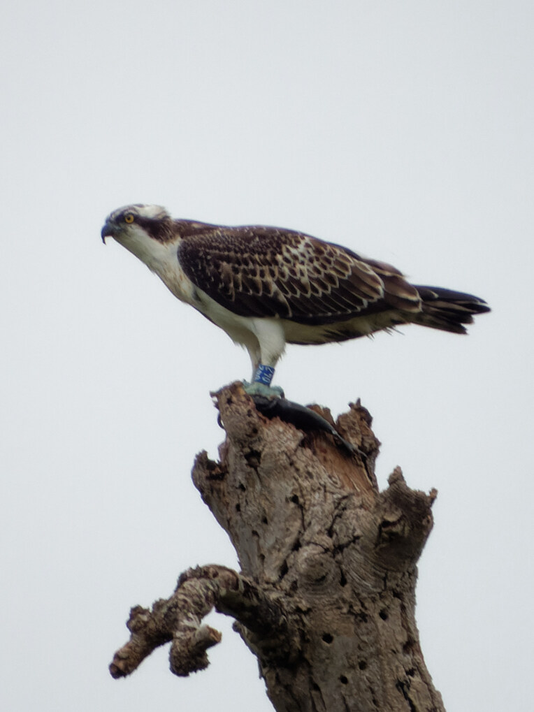 Osprey