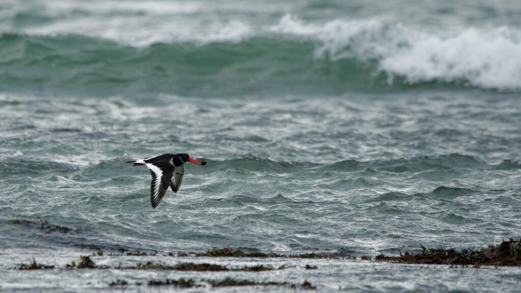 Oystercatcher