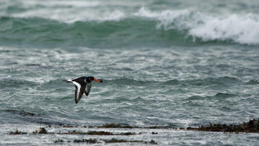 Thumbnail of Oystercatcher