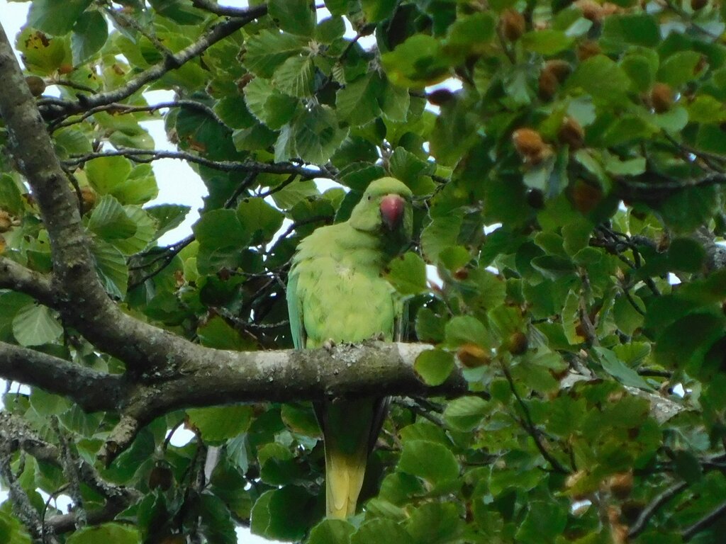 Photo of Ring Necked Parakeet