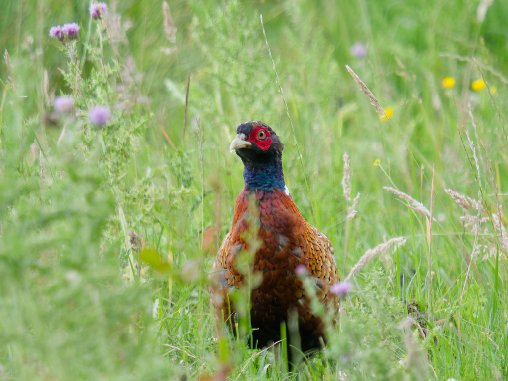 Photo of Pheasant