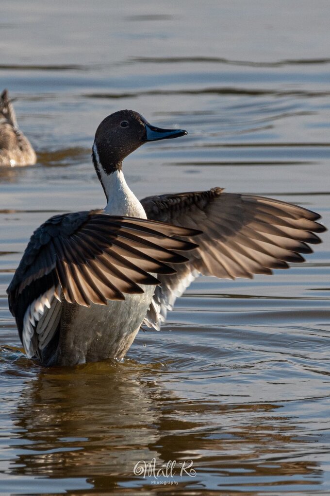 Photo of Pintail