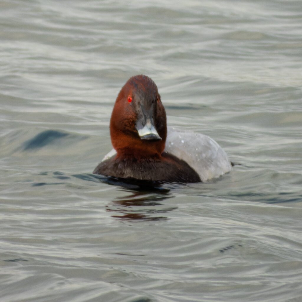 Pochard