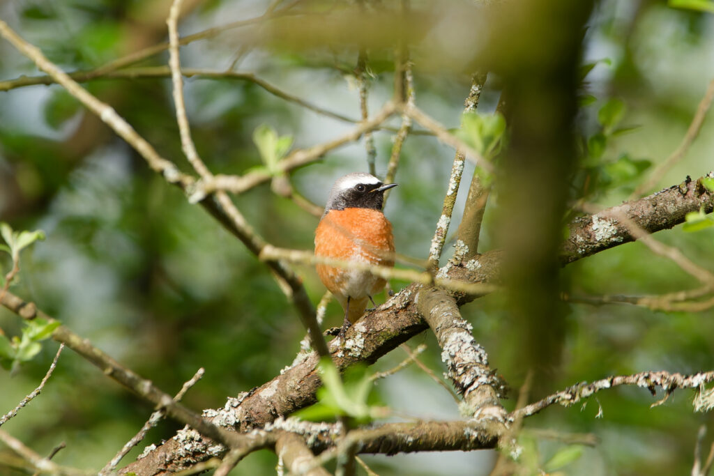 Common Redstart