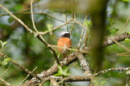 Thumbnail of Common Redstart