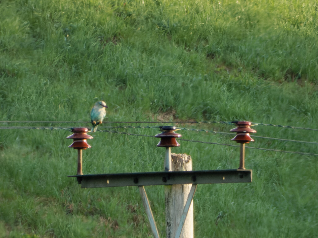 Photo of Roller