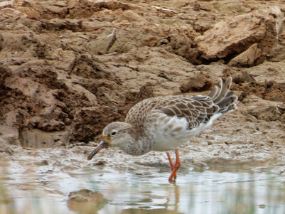 Thumbnail of Ruff