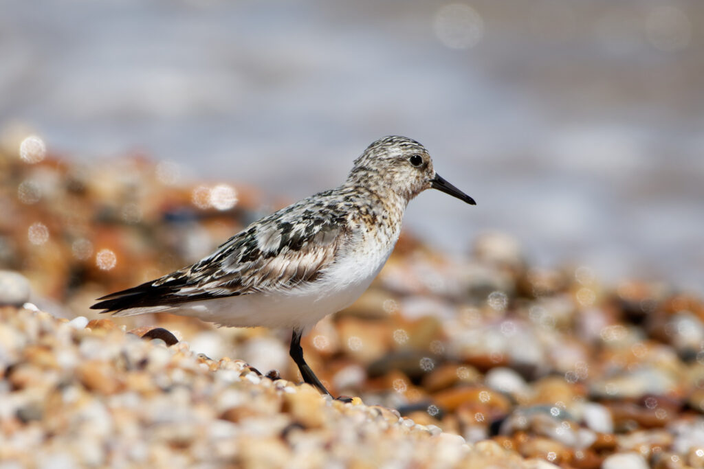 Photo of Sanderling