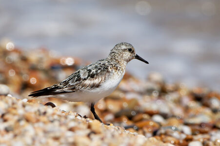 Thumbnail of Sanderling