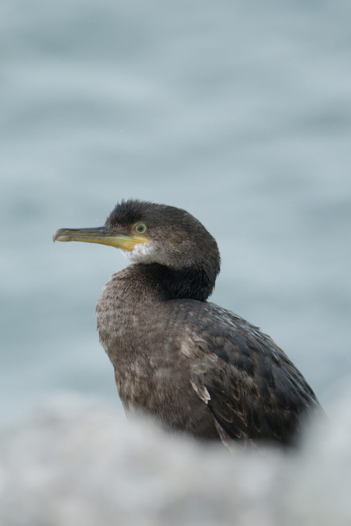 Photo of Shag