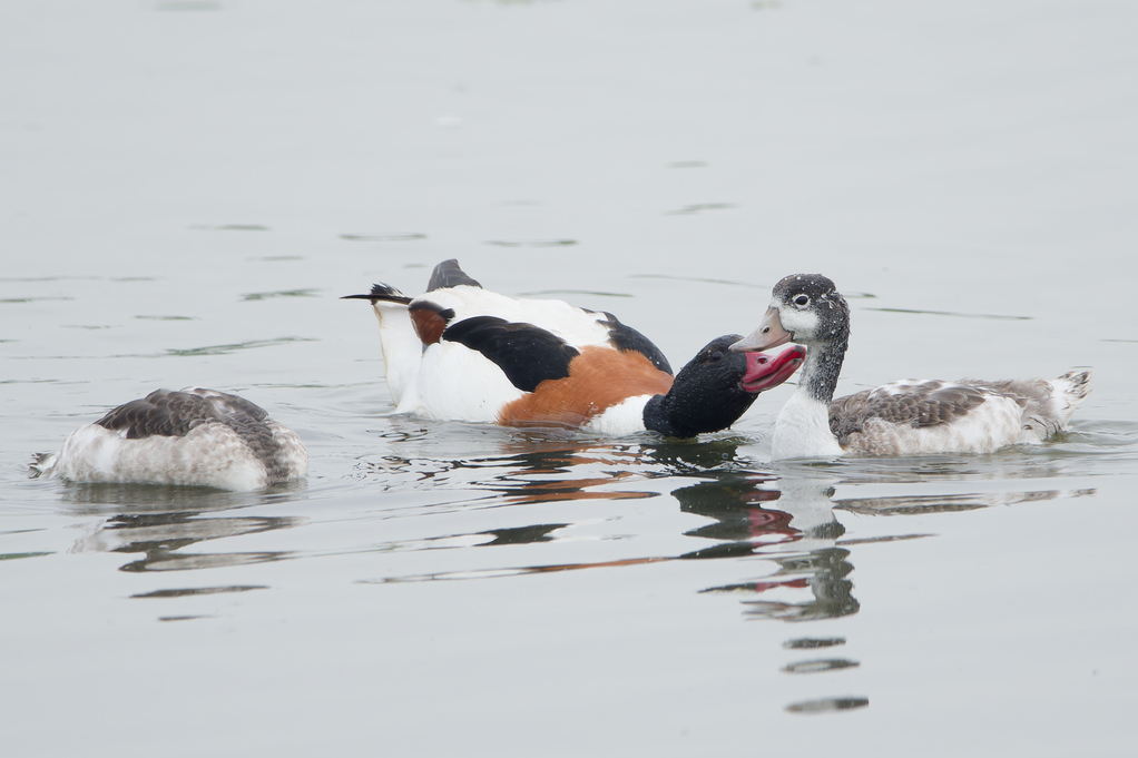 Photo of Shelduck