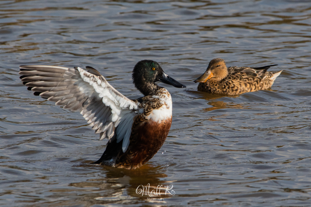 Photo of Shoveler