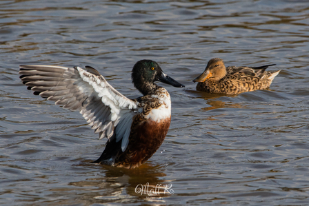 Thumbnail of Shoveler