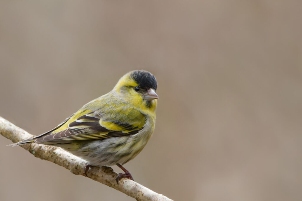 Photo of Siskin