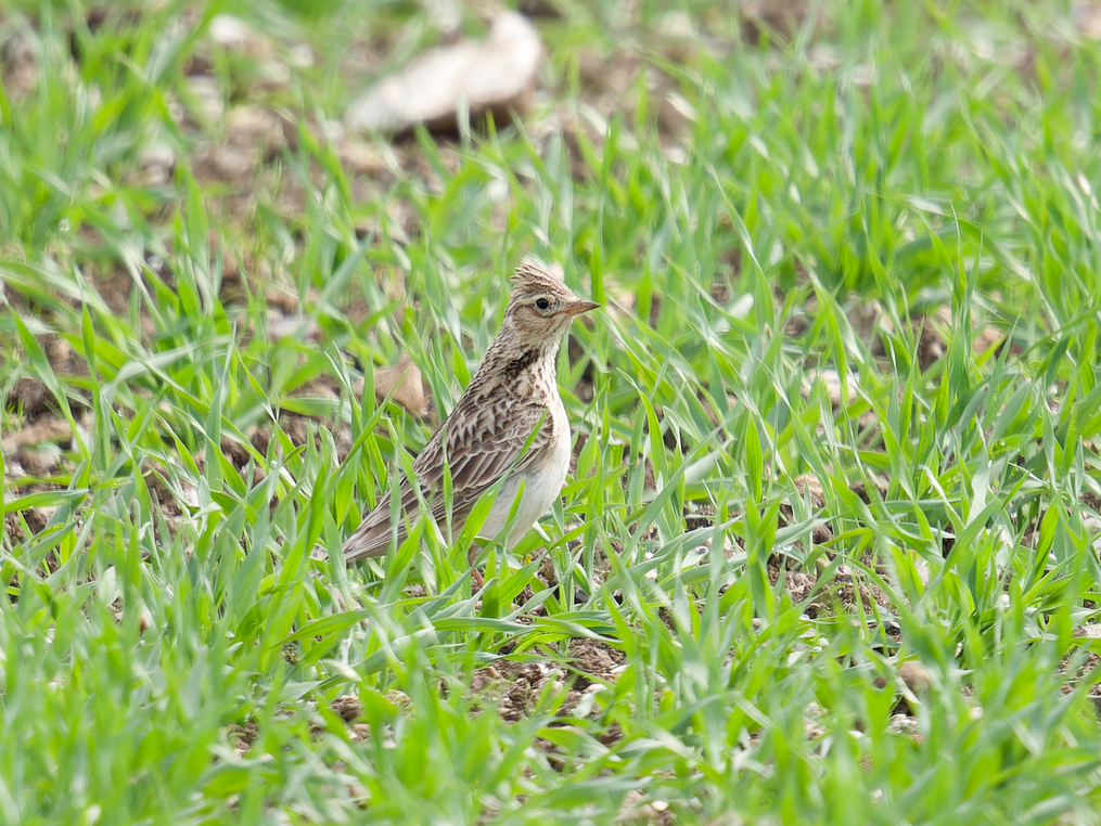 Photo of Skylark