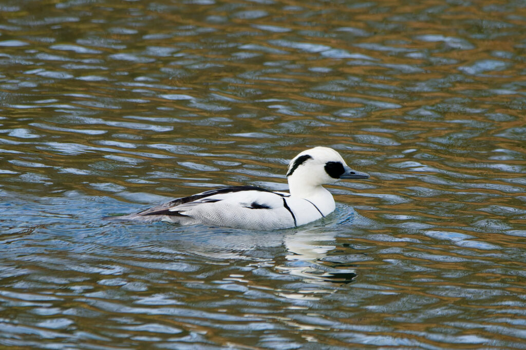 Photo of Smew