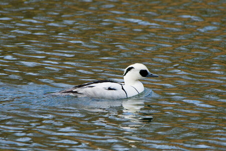 Thumbnail of Smew