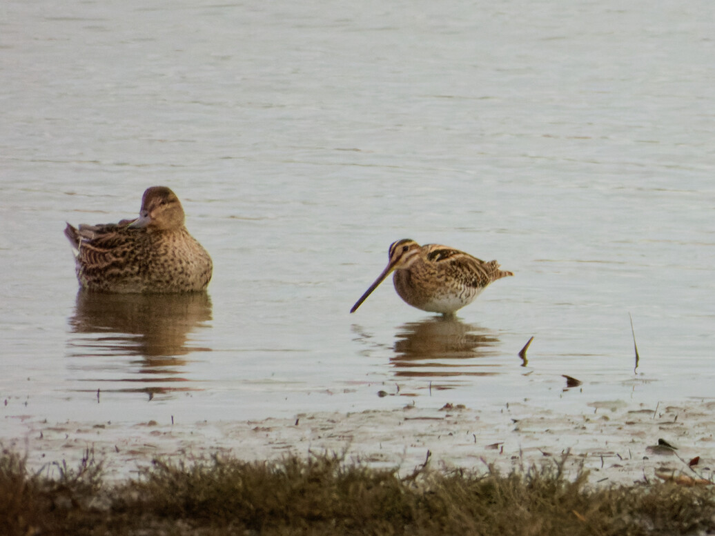 Photo of Snipe