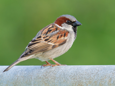 House Sparrow