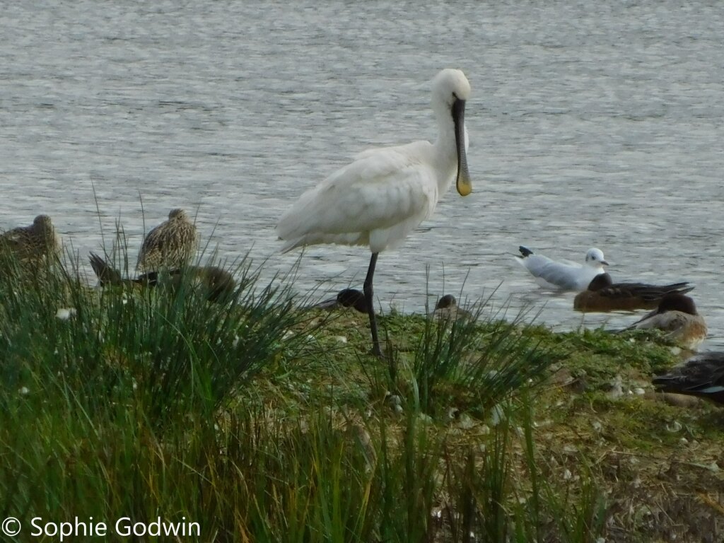 Spoonbill