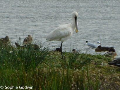 Thumbnail of Spoonbill