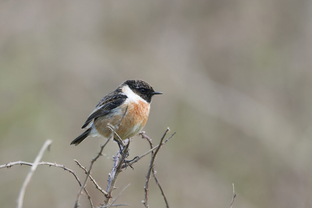 Stonechat