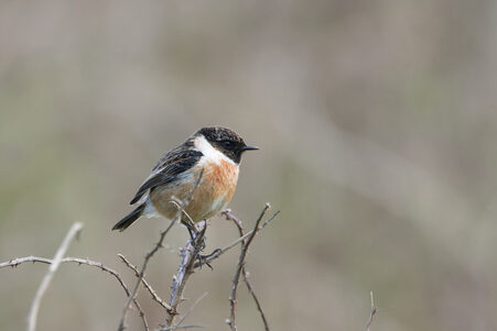 Thumbnail of Stonechat