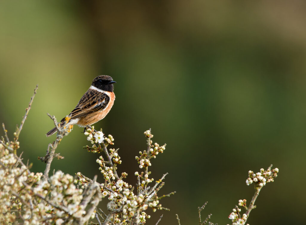 Stonechat