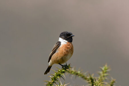 Thumbnail of Stonechat