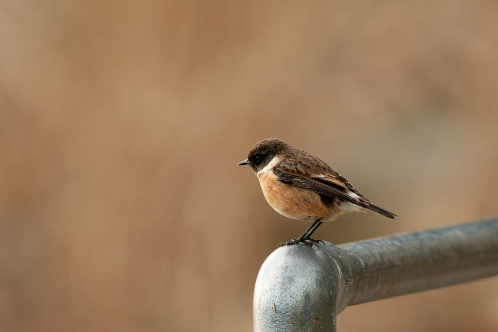 Photo of Stonechat