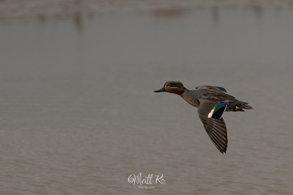 Photo of Teal