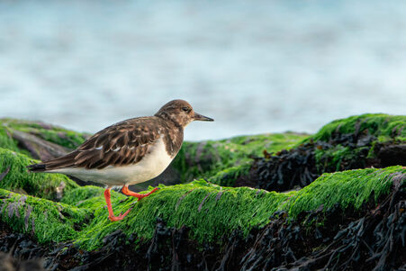 Thumbnail of Turnstone