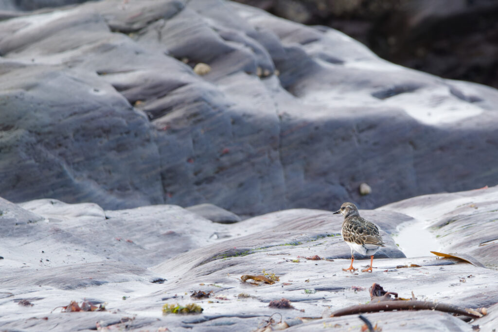 Photo of Turnstone