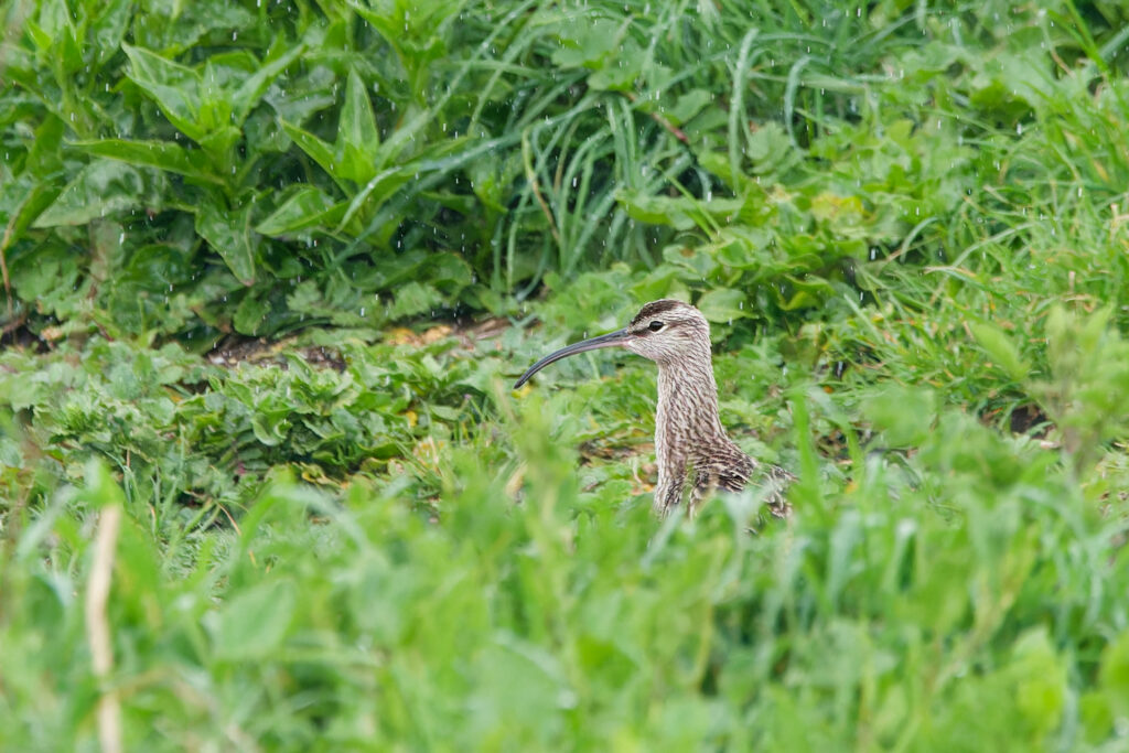 Photo of Whimbrel