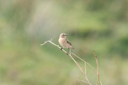 Thumbnail of Whinchat