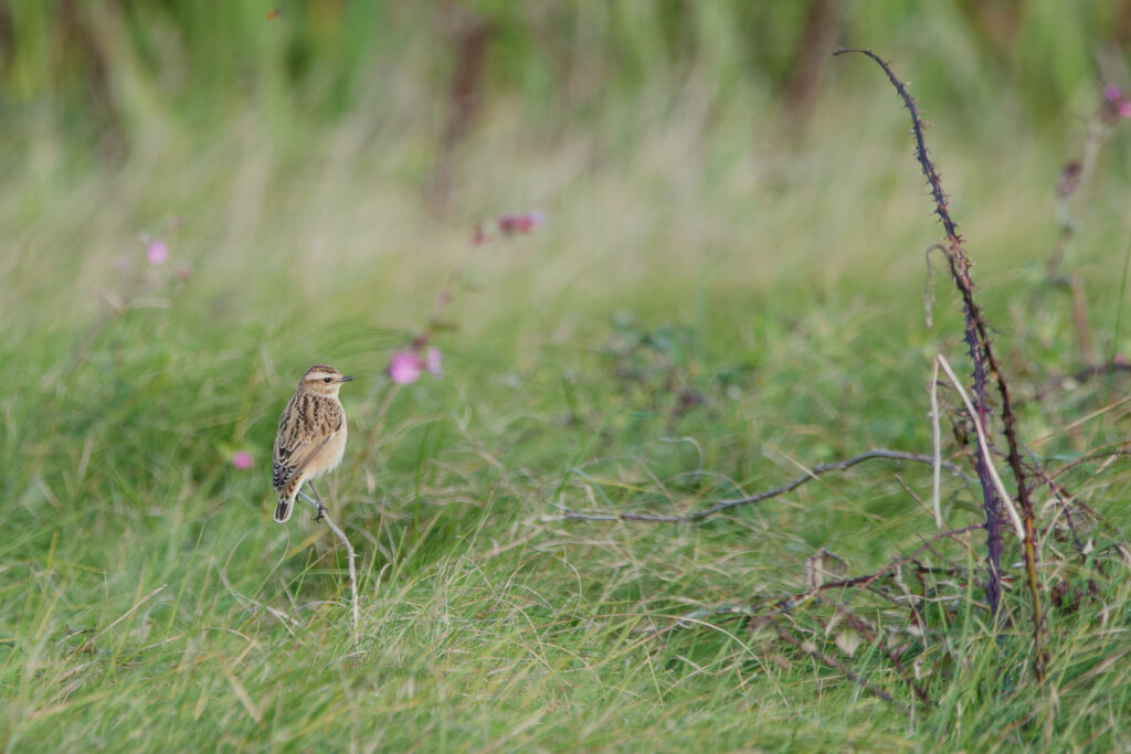 Photo of Whinchat