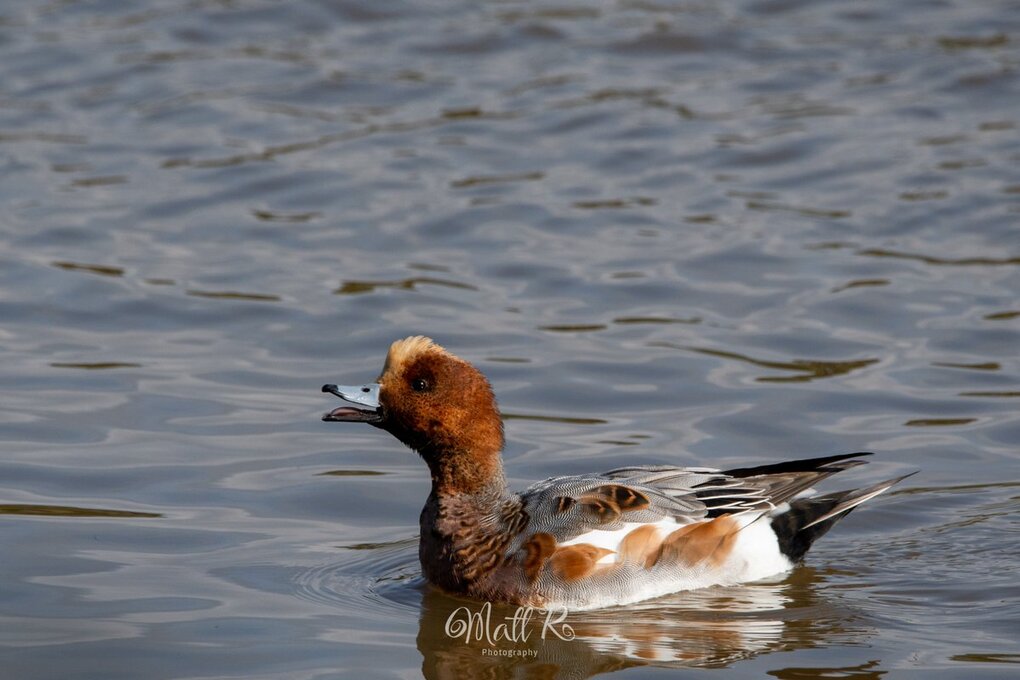 Photo of Wigeon