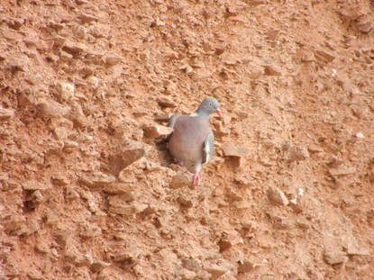 Thumbnail of Woodpigeon