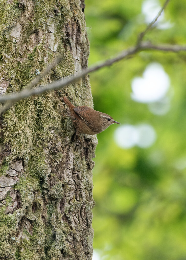 Photo of Wren