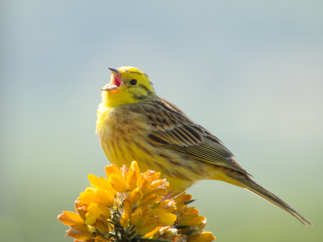 Photo of Yellowhammer