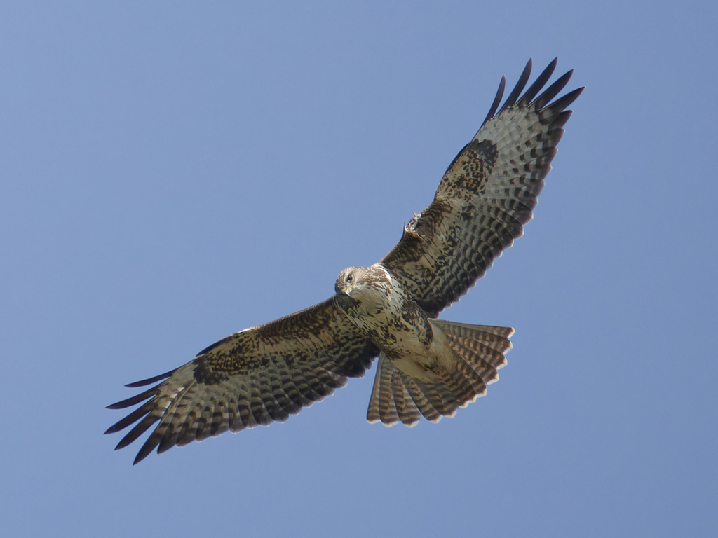 Buzzard