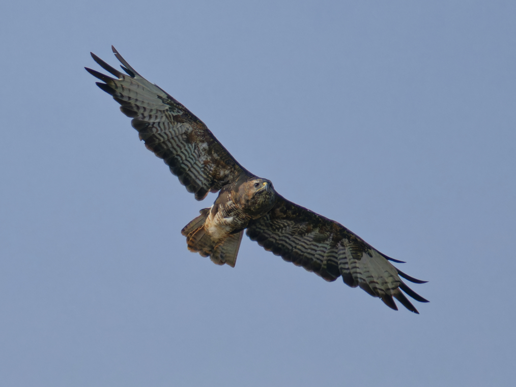 Buzzard