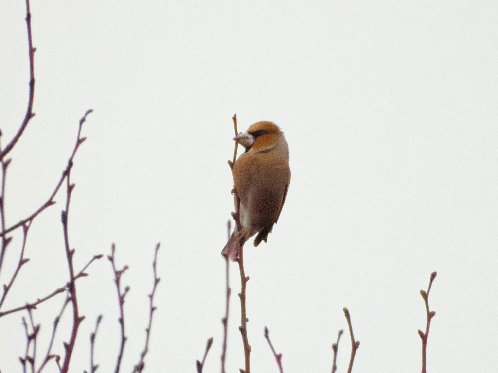 Hawfinch